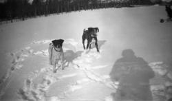 Fotoarkivet etter Gunnar Knudsen. To hunder i snø fotografer