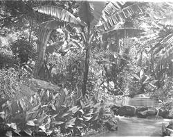 Thams' "River-garden" på Murijo med bananplanter og andre tr