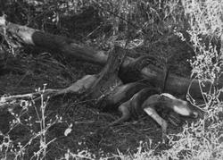 Fra en jaktsafari i området Tanganyika Tanzania)/Kenya. Pyto