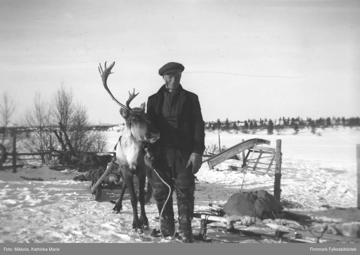 Frans Aksel Labahå med kjørerein ved den finske grensestasjonen Pakanajoki, 1937. Reinen er forspent en slede, og en pulk står lent mot gjerdet i bakgrunnen. I forgrunnen en annen slede med reinskinn fastspent til ramma - sleden ser lett og hendig ut