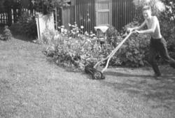 Tor Hauge klipper plenen i familiens hage i Nyborgveien i Va