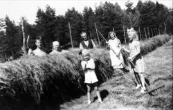 Haustonn på Nedre Haraldstad