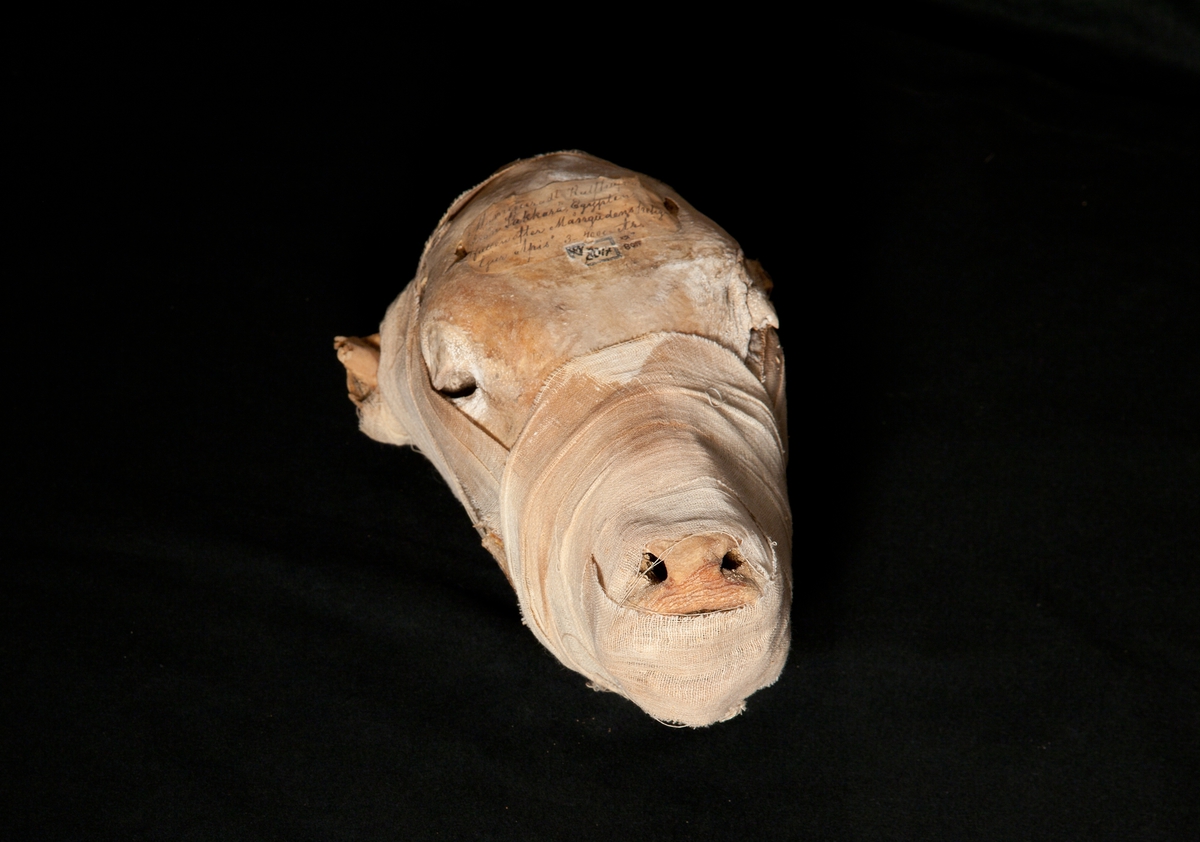 Kalvhuvud som är mumifierat. Sakkara.