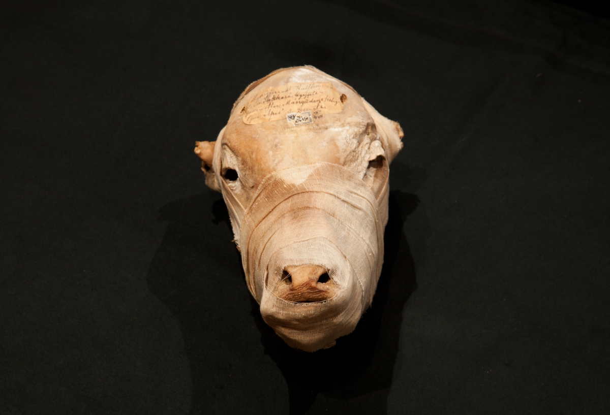 Kalvhuvud som är mumifierat. Sakkara.