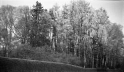 Hagebilde, trær. Holden hovedgård.