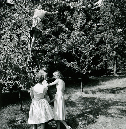 Britta Molin i vårt härliga körsbärsträd - små men söta bär. Karin och Ann håller stege. Veronika på väg upp. Trädet borta sedan många år - jag sörjer det.
