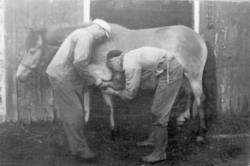 To menn i arbeid med å sko hesten "Stjerna". De står utenfor