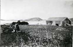 Flatanger, Potetopptaking på Vik Søndre