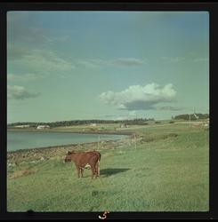 Ku i Johnsborgområdet.