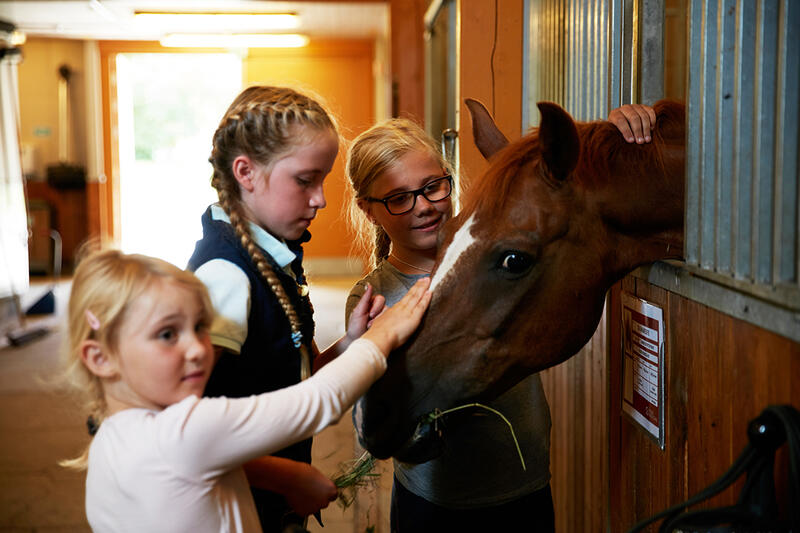 Tre jenter hilser på en hest. 
