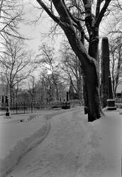 Vinterbilde fra Domkirkegården