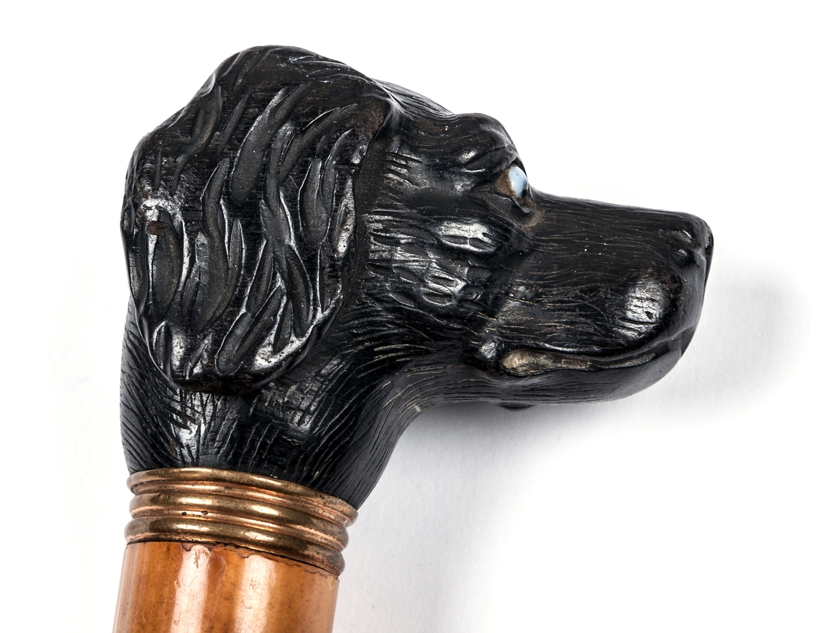 Käpp, spanskrör, knopp i form av ett hundhuvud.