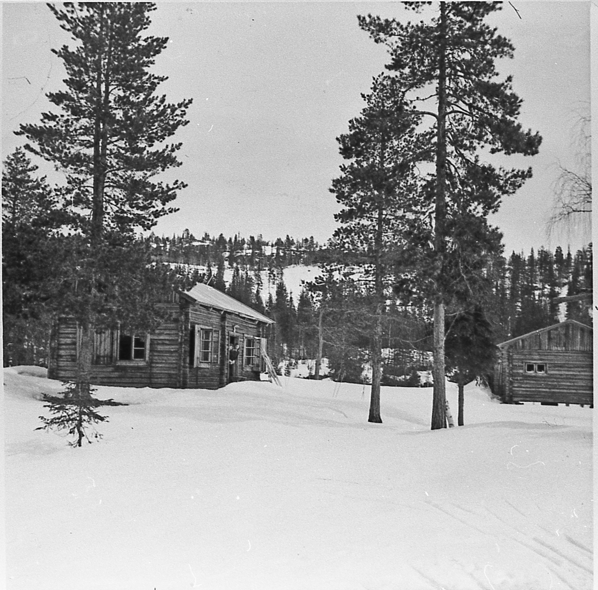 Halgunhaug i Eikjeskogen. Ca. 1947.