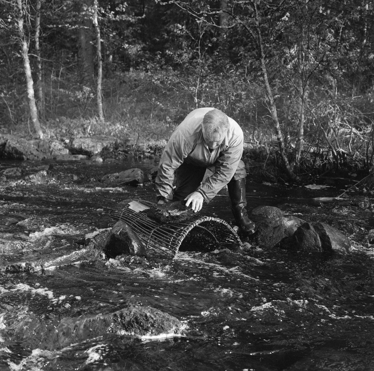 Skogvokter Simen Weideborg setter ut mortkuper i Sagåa, evt. Svartelva nær Rokosjøen, Løten, Hedmark. Mortfiske. Fiske etter mort. Juni 1970.