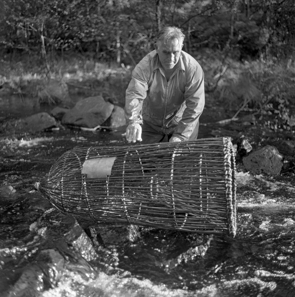 Skogvokter Simen Weideborg setter ut mortkuper i Sagåa, evt. Svartelva nær Rokosjøen, Løten, Hedmark. Mortfiske. Fiske etter mort. Juni 1970.