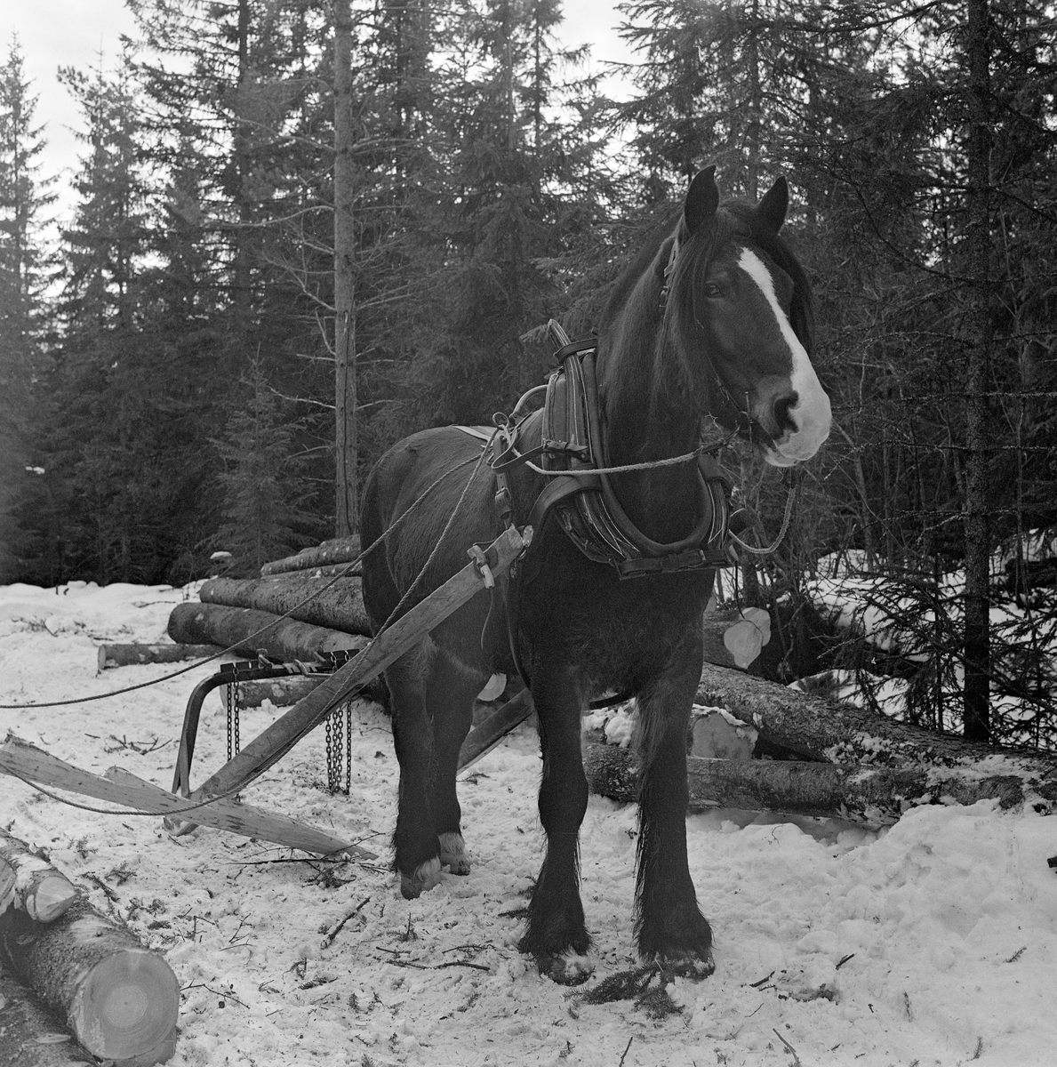 Jørgen Larsens skogshest «Blessen», fotogarefrt under lunning i Stavåsen i Elverum, Hedmark, vinteren 1971.  Blessen hadde arbeidssele. Det var seletøyet som gjorde det mulig å trekke, bremse og rygge med hesten. Blessen hadde bogtresele med ei stoppet ringpute, som var tredd over hodet på dyret slik at den ligger an mot nakken og bringen på hesten.  Derfra gikk det kraftige drotter (draglær) bakover mot orringen, som  var plassert i krysningspunktet mellom bukgjorden, bærereimene fra høvret og bakselen.  Bakselen, som ble ført horisontalt fra orringene bakover sidene og rundt øvre del av lårene, var nødvendig for at hesten skulle kunne «holde igjen» i utforbakker. Hesten ble styrt ved hjelp av tømmer, som er forankret i et munnbitt. Tømmene ble ført gjennom ringene på høvret, og de var så lange at kjørekaren kunne betjene dem fra en posisjon bak bøyledraget.  Bøyledraget besto av dragarmer av tre med ei omvendt U-formet jernbøyle som «bank» (forbindelsesledd) mellom de bakre delene av trekkstengene.  Disse er beslått på undersida, slik at de fungerte som meier. Jernbøyla var utstyrt med jernlenker (snarekjetting) som stokkendene ble stroppet i, slik at det bare var bakendene som ble slept på bakken.  Bøyledraget ble vanlig i norsk skogbruk i åra etter 2. verdenskrig, fortrinnsvis til lunning (samling av stokker på et hogstfelt i ei «lunne», der tømmeret seinere kunne hentes med en slede som hadde større lastekapasitet og kjøres til fløtingsvassdrag eller bilveg).