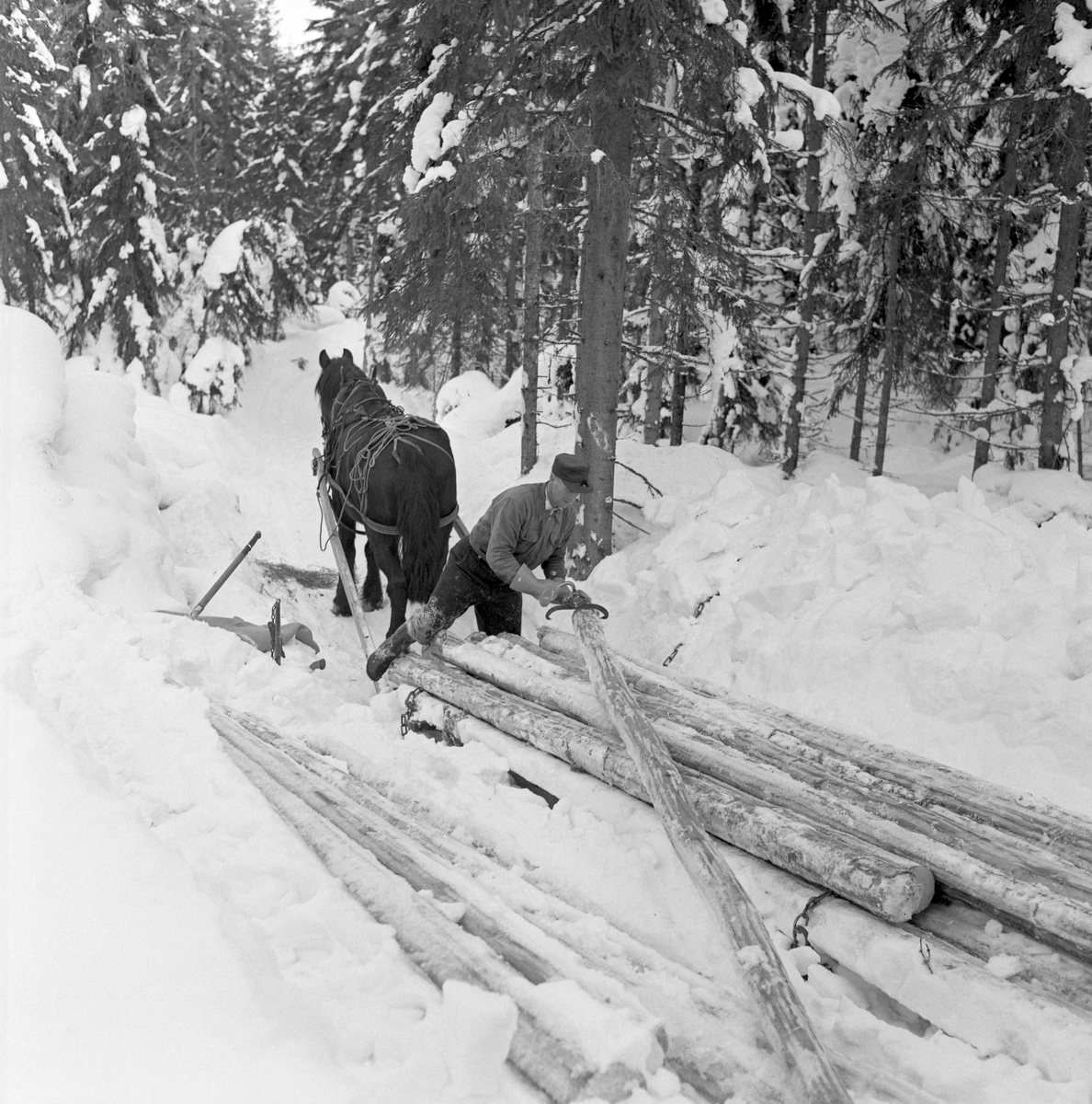 Framkjøring av tømmer med hest og geitrustning. Dette fotografiet ble tatt i Vestre Gausdal vinteren 1967. Vi ser en tømmerkjører som løfter barkete tømmerstokker fra ei lunne som lå parallelt med kjørevegen over på rustningen. Dette arbeidet ble utført med ei tømmersaks - noen kalte den også «løftesaks» - som arbeidsredskap. Det skulle lasset etter hvert bindes fast ved hjelp av jernkjettinger som var forankret i ytterendene på bankene på de to sledene (bukken og geita). Kjettingene ble etter hvert strammet og fåst ved hjelp av såkalte bendingsbjønner, men så langt var ikke arbeidet kommet da dette fotografiet ble tatt. Kjørekaren på dette fotografiet arbeidet i vadmelsbukser og dongerijakke. Han hadde skyggelue på hgodet og arbeidshansker på hendene. Bak ham sto trekkdyret - en dølahest - rolig og ventet med en liten høytapp framfor seg i snøen. Den dagen dette fotografiet ble tatt var det tømmerkjørerne Reidar Solberg og Hans Bårdlistuen som kjørte tømmer i dette området. Vi vet foreløpig ikke hvem av de to karene vi ser på dette fotografiet.