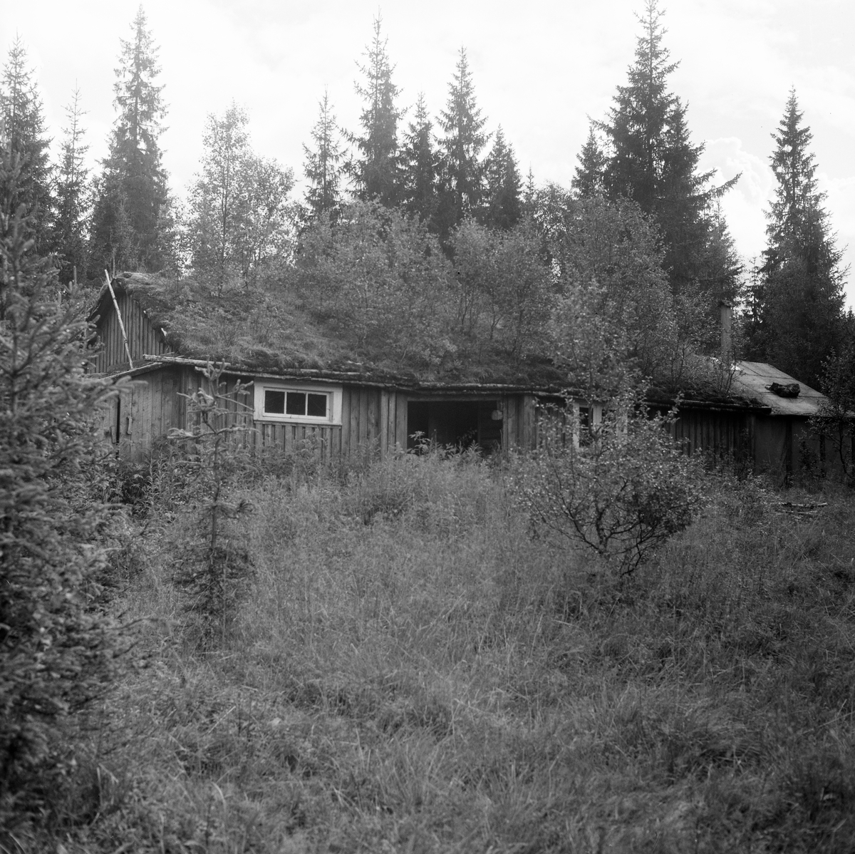 Ytterengkoia i daværende Kolveried kommune i Ytter-Namdalen, fotografert i 1964. Dette er en skogstuetype som skal ha vært vanlig i Trøndelag. Den har mannskapsrom i den ene enden og stall i den andre med et mellomliggende «peskhus», som var åpent på den sida av bygningskomplekset som her vender mot fotografen, men var stengt med en enkelt bordvegg på den andre sida. Peskhuset ble brukt som lager for høy til skogshestene og som lager for ved som ble brukt i komfyren som var varmekilde i mannskapsrommet. Både stallen og mannskapsrommet var laftekonstruksjoner, noe som ikke så lett lar seg lese ut fra dette fotografiet, for da det ble tatt var disse bygningsdelene utvendig bordkledd. Den opprinnelige løsningen med mannskapsrom, peskhus og stall på rekke var supplert med tilbygg i begge gavlendene. Inntil stallen var det reist et bindingsverksskur med bølgeblikktekket pulttak, og mannskapsrommet hadde også en forlengelse, et tørkerom, utført i bindingsverk med pappkledning og platetak som hadde røykavløp via et blikkrør. På det ellers torvtekte saltaket vokste det bjørkekratt som tydet på at det var lenge siden denne skogstua hadde vært brukt og vedlikeholdt. 

Norsk Skogbruksmuseum ønsket i 1960-åra å supplere den østlandsdominerte samlinga av skogshusvære i friluftssamlinga på Prestøya med koietyper fra andre norske skogdistrikter. I 1965 fikk de dette bygningskomplekset som gave fra daværende grunneier, Bangdalsbruket. Karsten Solum (1923-1970) og Bjarne Myhre (1922-1977) bisto med demontering, og sistnevnte hadde også hovedansvar for gjenoppføringa på museet.  Her gjenoppsto Ytterengstua eller Bangdalskoia uten den sekundære ytterkledningen og uten tilbyggene i gavlendene - jfr. Norsk skogmuseums bygningssamling - SJF-B.0029 - der det finnes mer informasjon.
