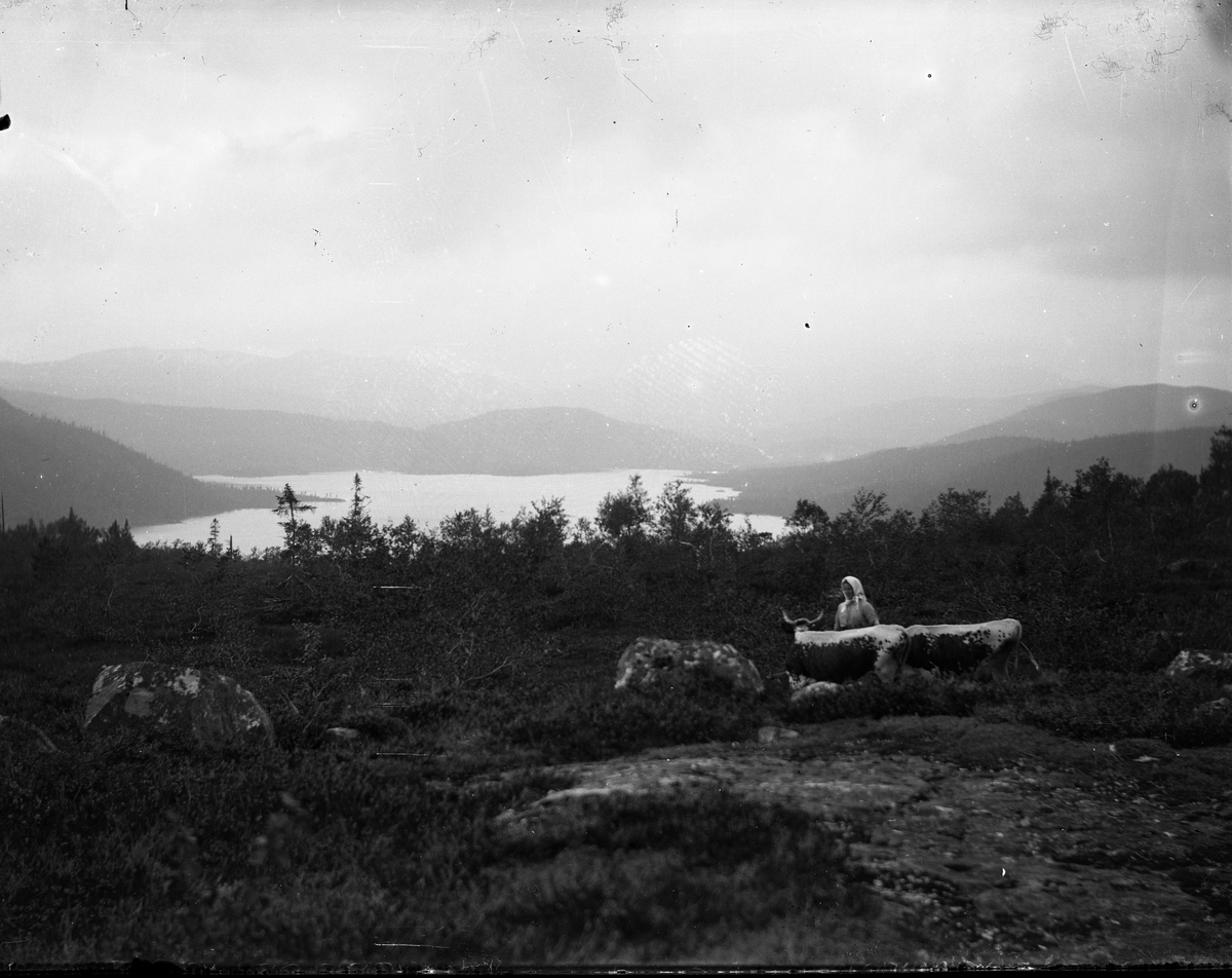 Motiv viser gjeting av buskap på fjellet.

Fotosamlingen etter Olav Tarjeison Midtgarden Metveit (1889-1974) Fyresdal. Senere (1936) kalte han seg Olav Geitestad.