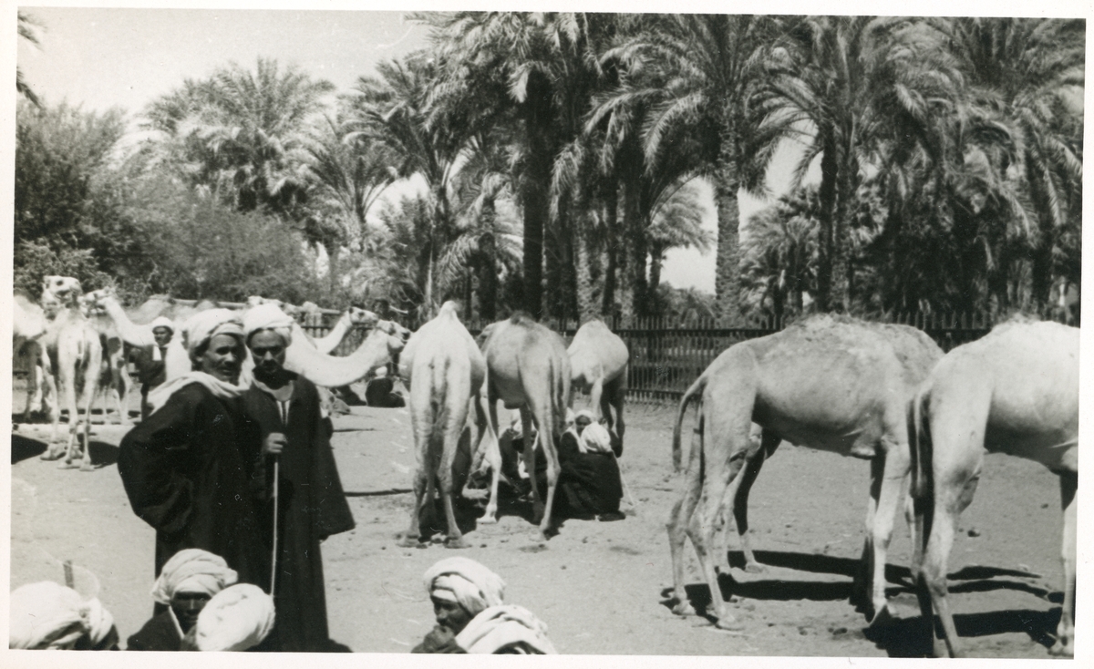 Reisen til Ægypten. Febr.34. Marked i Luxor. Kameler til salgs