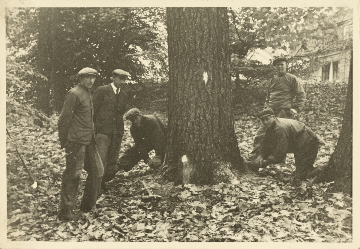 Fem menn, bl.a. Petter Andreassen, fullmektig Eiv. Holte og Trygve Mellem, i gang med trefelling i parken på Bogstad gård. Fotografert november 1944.