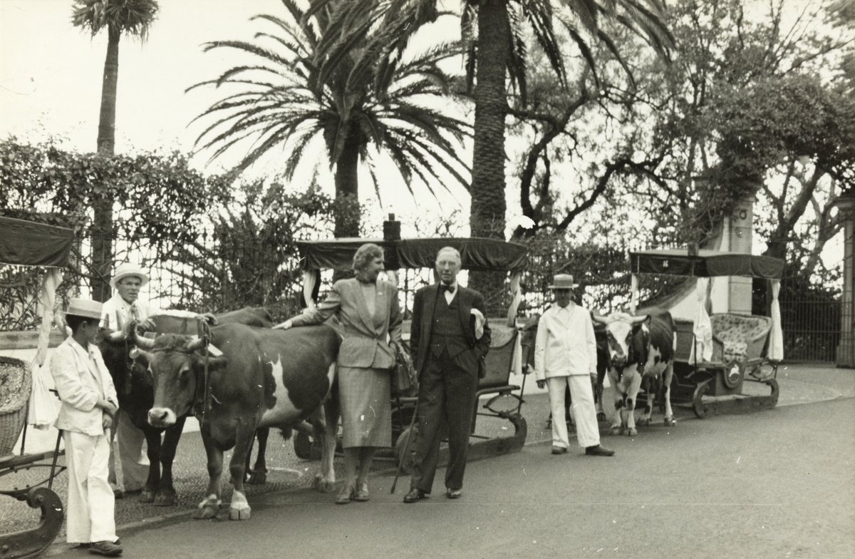 Westye Egeberg og hans søster Evelyn Løvenskiold foran slede trukket av kyr. På hver side står en sledefører. Fotografert på Madeira i januar 1953.
