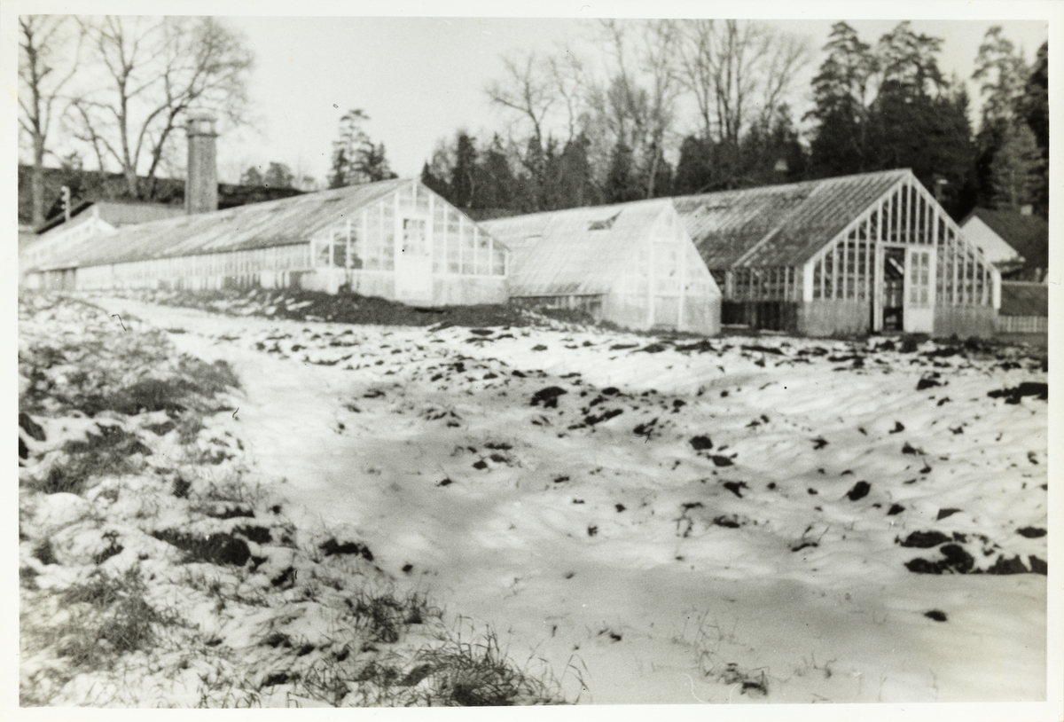 Drivhusene på Bogstad gård før de ble revet i 1954.