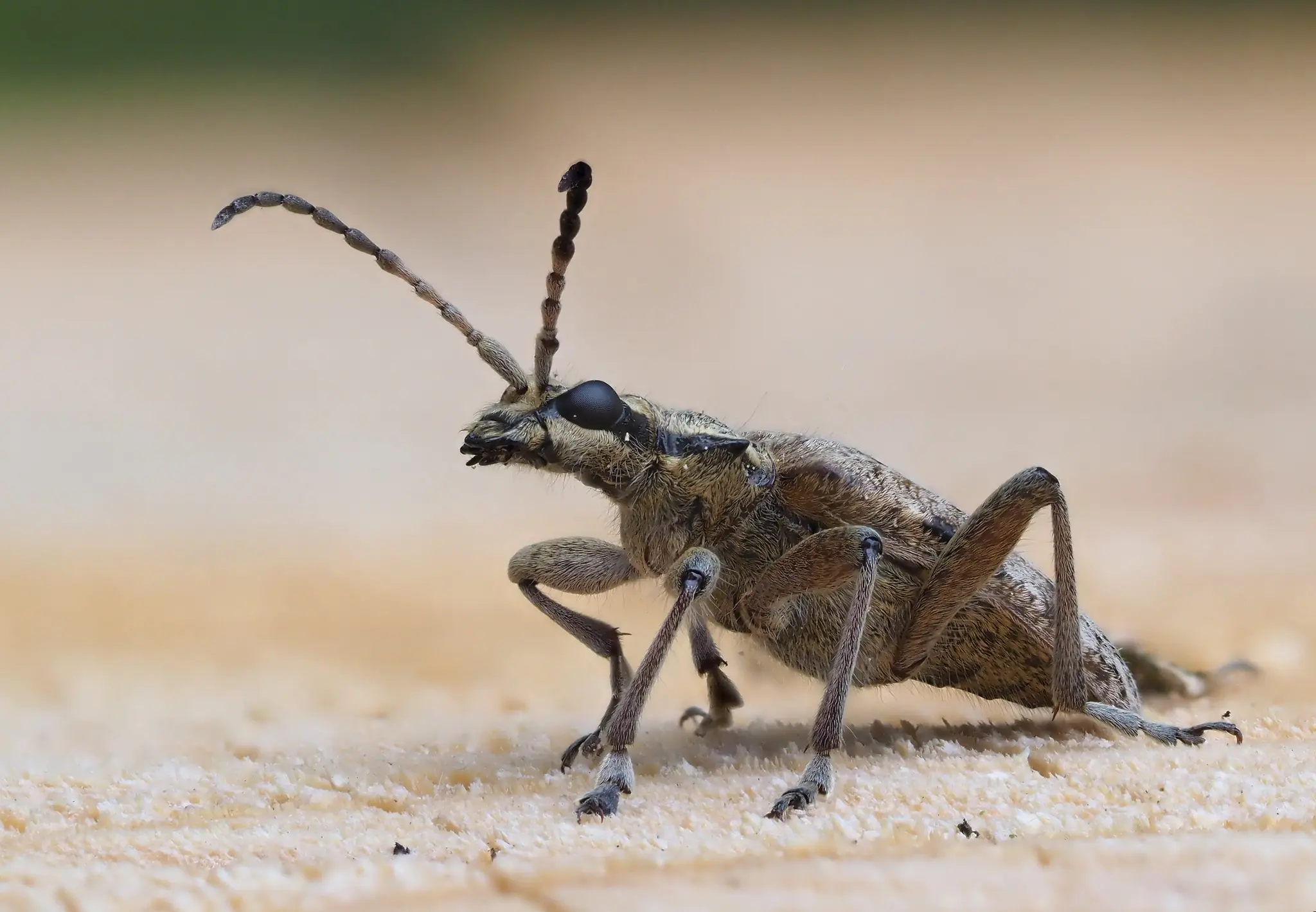 Bartreløperen Rhagium inquisitor produserer sin egen frostvæske. Foto: Frank Vassen