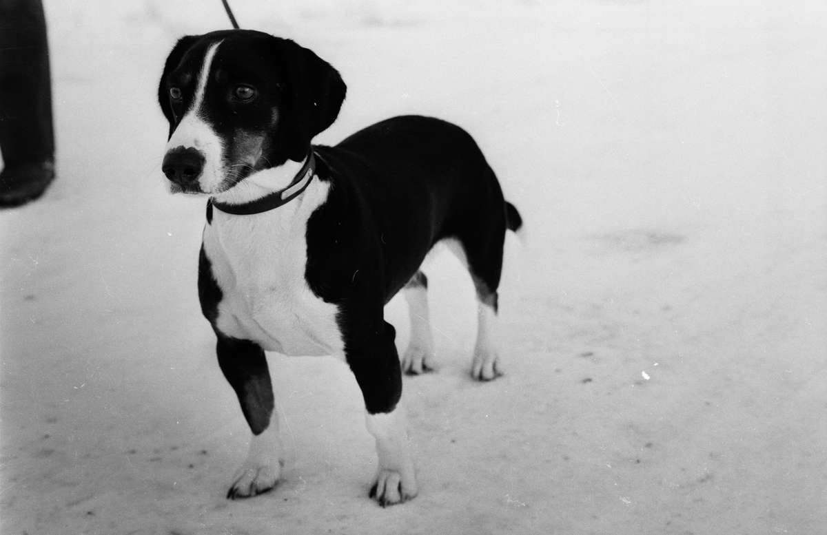 Hunden Tensy, Söderfors, Uppland