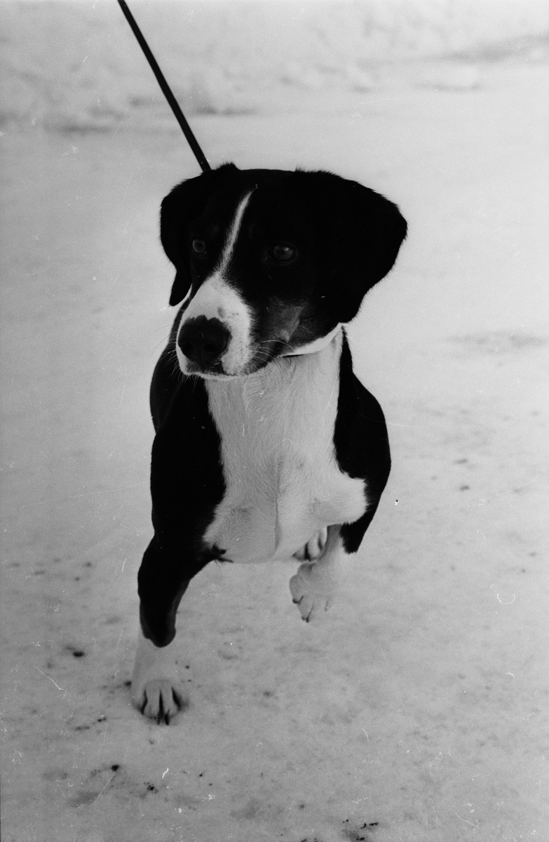 Hunden Tensy, Söderfors, Uppland
