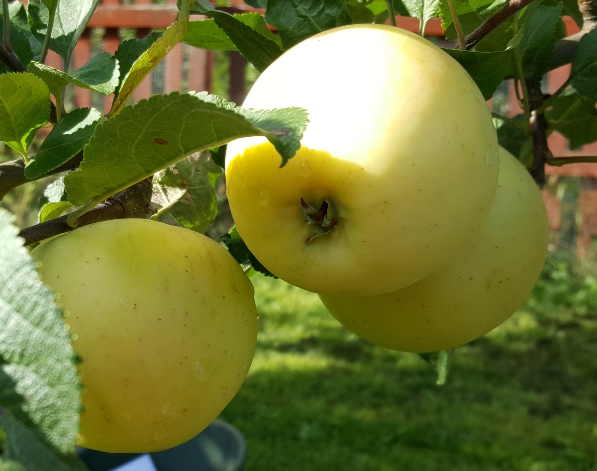 "Farfar Anders skolträd" är insamlat 2009 från gården Halvarsviken, Västervåla socken utanför Ängelsberg. Äppelträdet är troligtvis satt i början på 1900-talet. Trädet växer idag i fruktträdgården vid soldattorpet på museet. 

Äpplet är stort och gult, runt, lite tillplattat med konisk toppning. Får ibland en rosa täckfärg på delar av frukten. Flera pomologer har tittat på äpplet och det har bestämts till kärnsådd.