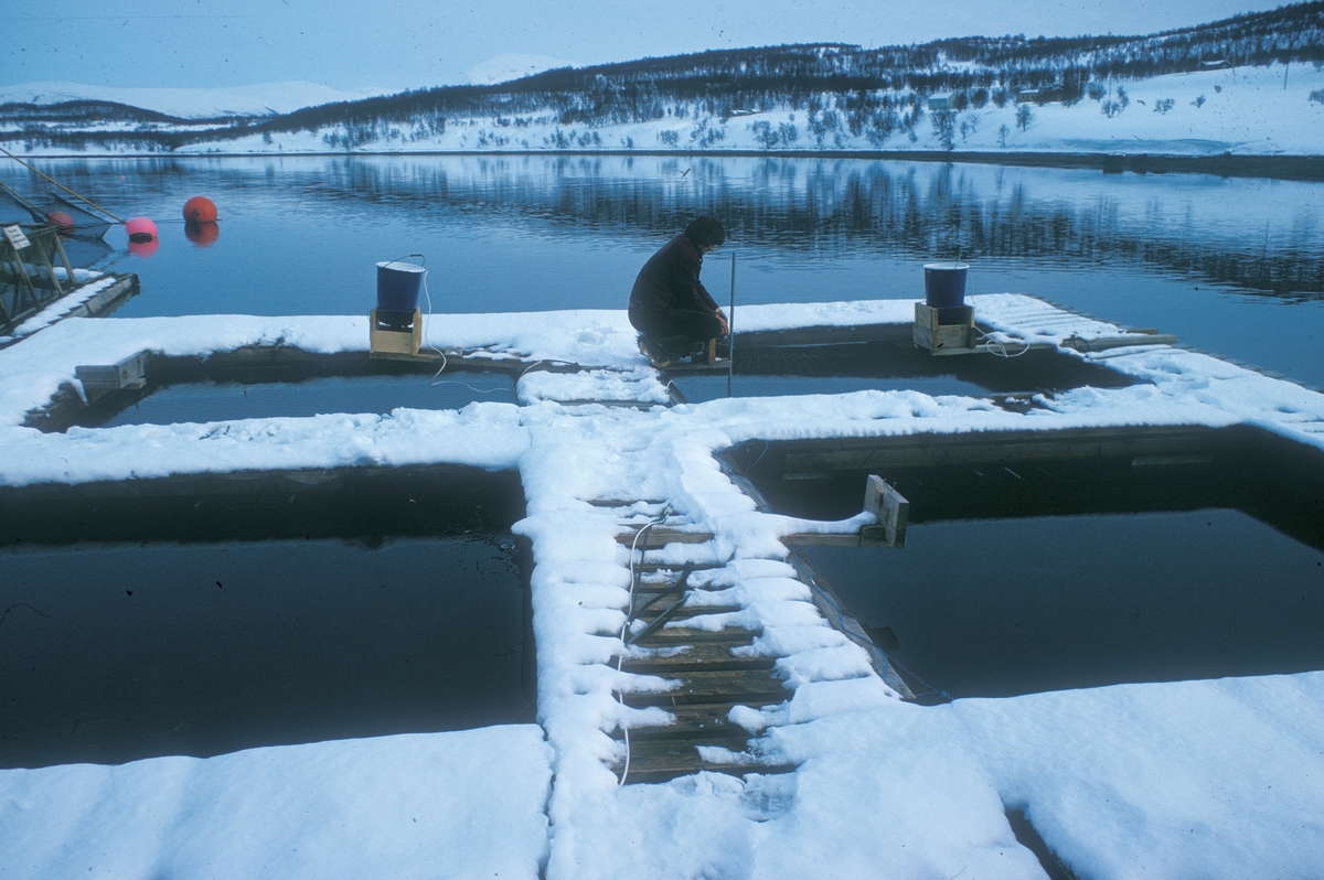 Bilde fra Akvaforsk sitt forsøksanlegg på Averøya. Dette er forsøksmerder.