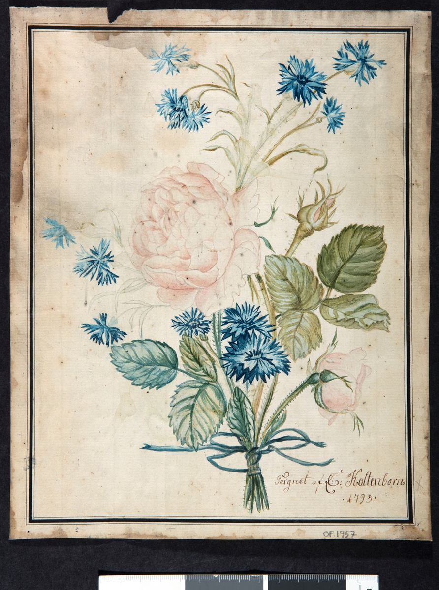 Bukett med rosa roser og blå kornblomster, i en bukett.