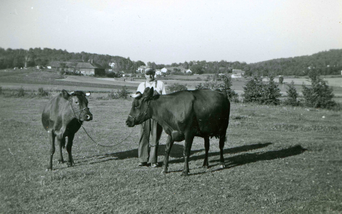 Erik Bengtsson (1899 - 1991) står bredvid ett par kor på åkern vid Heljered Sörgård "Skräddarns" 1950-tal. I bakgrunden till vänster ses Ekans gård, husen i mitten är Backens gård samt hus vid Södra Kyrkvägen - Stomvägen.