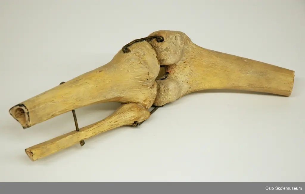Anatomisk modell av kneledd. Beina i leddet er festet med metallbiter og springfjær slik at det kan bøyes for å illustrere hvordan et kneledd fungerer.