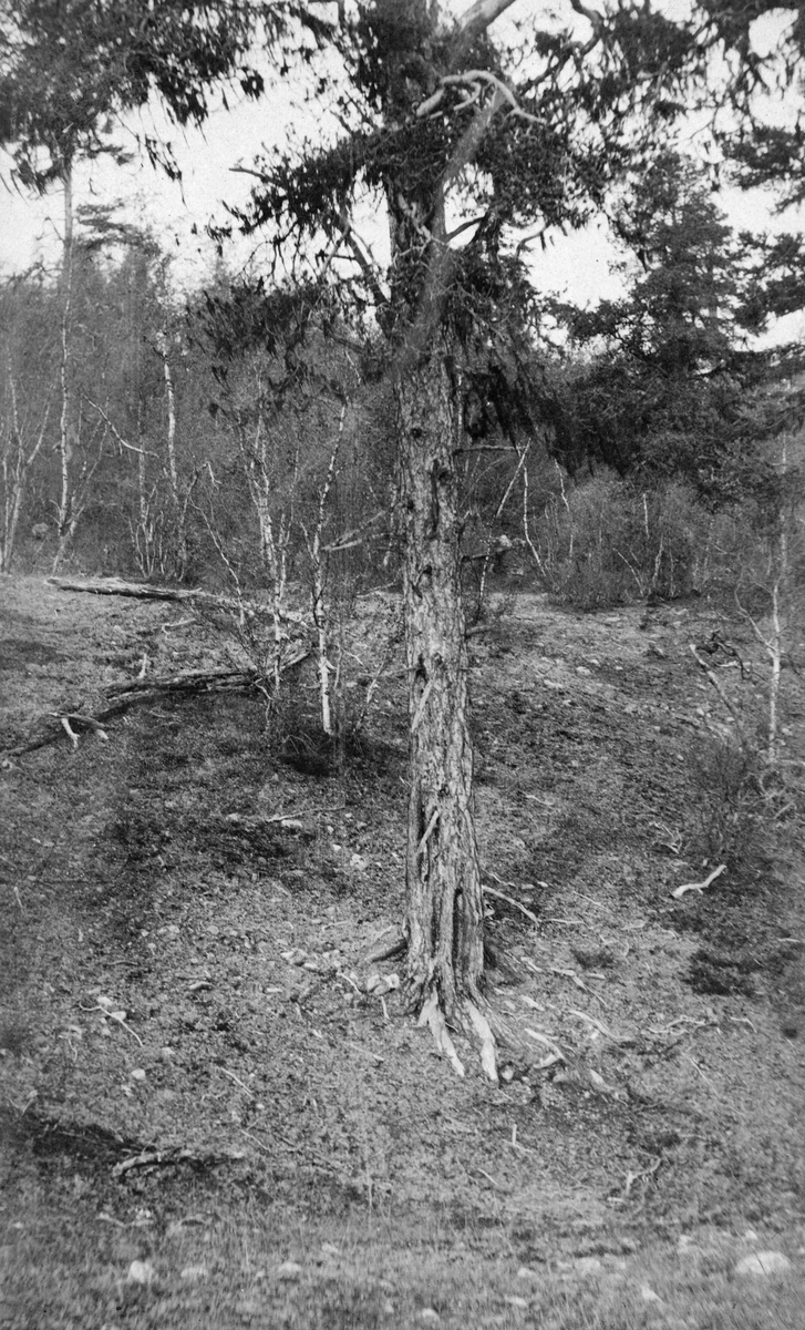 Soppangrepet furutre, fotografert på Midtskogen Karasjok i Finnmark sommeren 1913. Treet sto i skrånende terreng, antakelig på et tørt voksested, og hadde et noe skrantende preg.