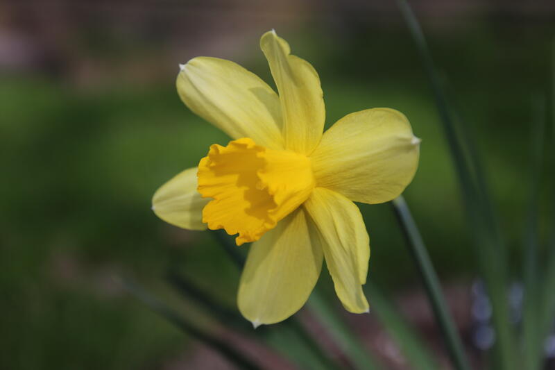 Narcissus 'Sir Watkin' (Foto/Photo)