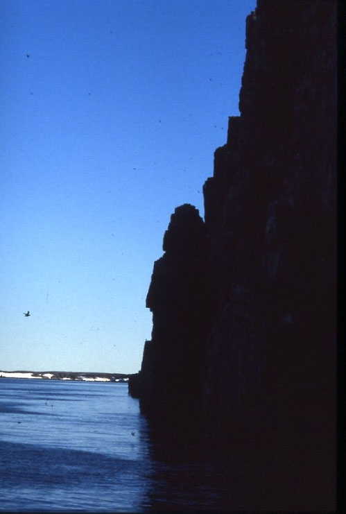 Fotografi från fartyget Origo mot Alkefjellet med ett rikt fågelbestånd med spetsbergsgrissla, tretåig mås och polarmås.