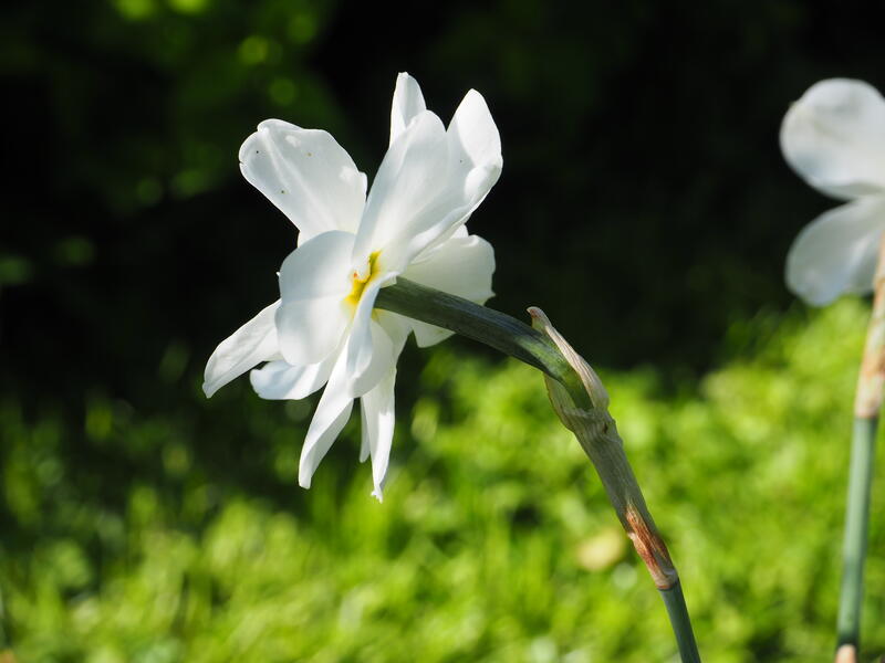 GH 1997 04 Narcissus 'Tamar Double White' (Foto/Photo)