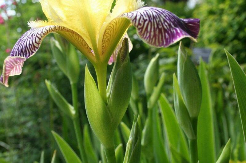 Iris 'Gracchus' - støtteblad under blomst (Foto/Photo)