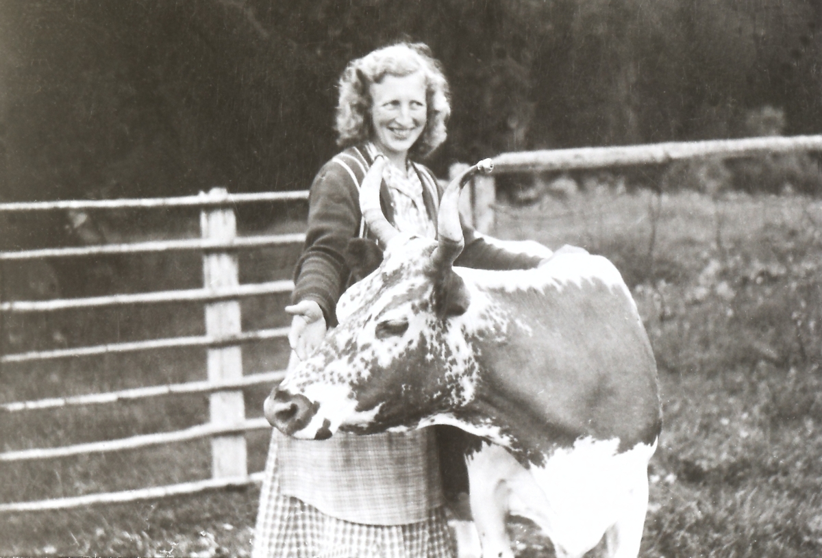 Seterbudeie Ingeborg Lindtvedt med kua Kranselin. Hun har vært på setra i 13 somre. Ingeborg Lindtvedt ble gift med Kåre Tandberg i 1953