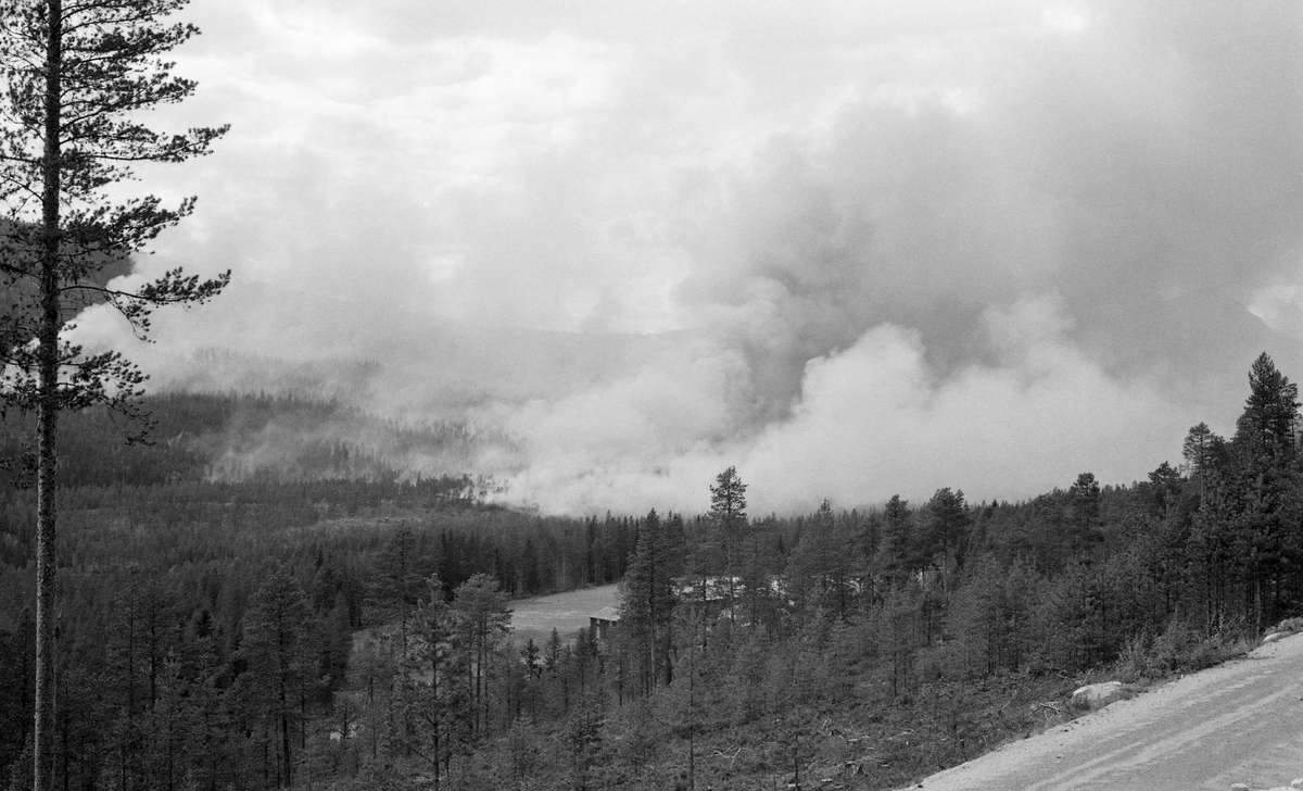 Skogbrann i nærheten av Midtskogen i Øvre Rendal, Hedmark 22. mai 1964. Dette fotografiet ble tatt på avstand av en av deltakerne på Glomma fellesfløtingsforenings direksjonsbefaring, som tilfeldigvis var i bygda da brannen oppsto.