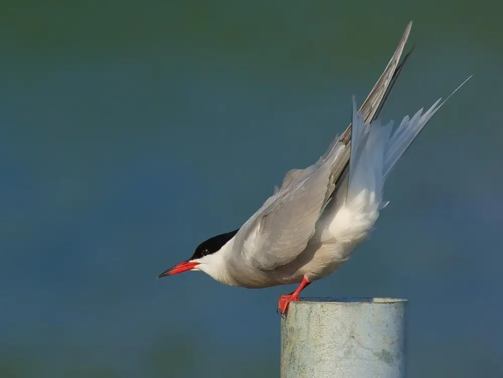 Foto av en makrellterne som står på en trestolpe