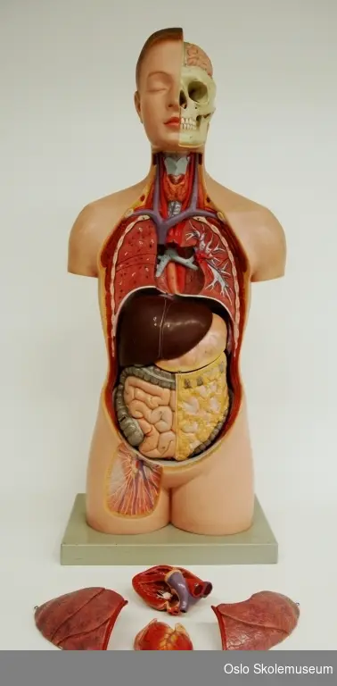 Undervisningsmodell av en kvinnelig torso som er overskåret slik at man kan se organene. Modellen er festet på en rektangulær grå base i plast. Flere av organene kan taes ut av modellen slik at man ser hva som er bak og kan studere hver enkelt del nærmere. De ulike delene av av modellen er merket med bokstaver og tall.