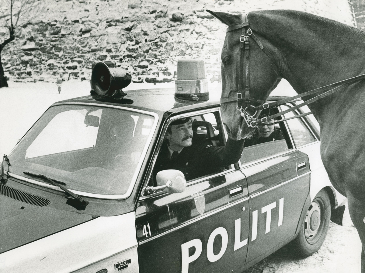 En politimann hilser på en hest gjennom vinduet i en politibil. Stor murvegg i bakgrunnen.