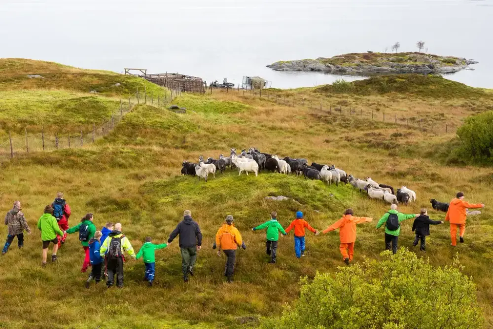 gruppe av menneske sankar sauar