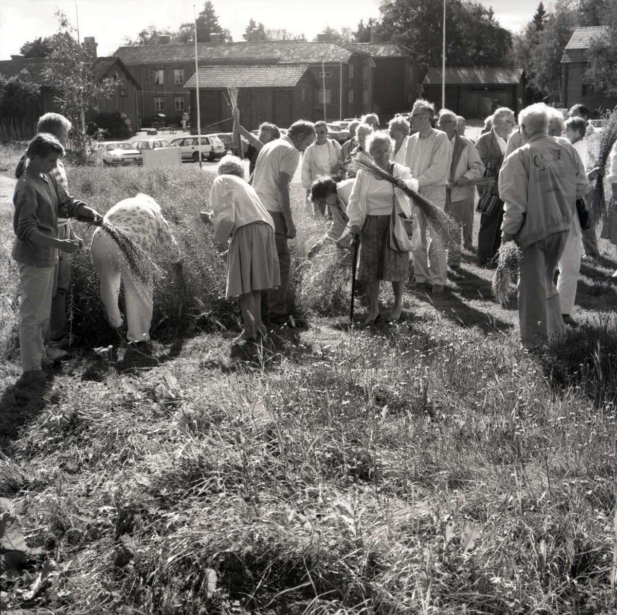 En grupp personer river lin på en linåker framför Rengsjö hembygdsgård. 1992.