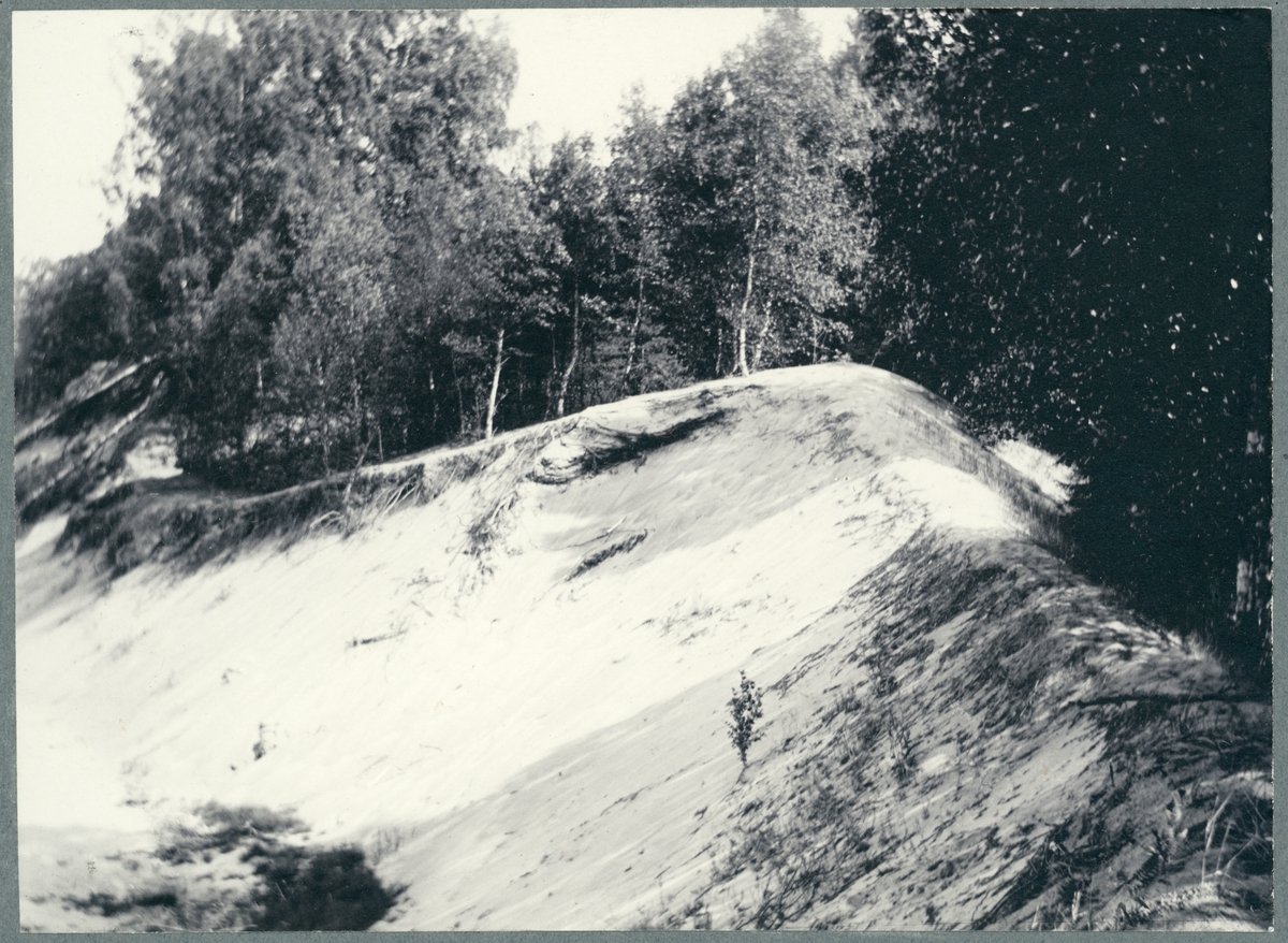 Vik av Vänern. Del av den höga sandvallen vid Gaddetorp på nordöstra sidan av Halleberg