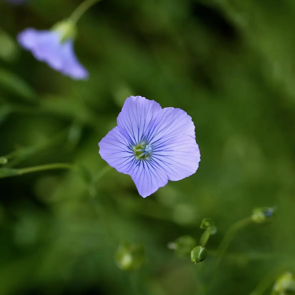 Den blå linblomsten er lett klokkeformet med tynne, mørkere blå striper inn mor arret i midten.