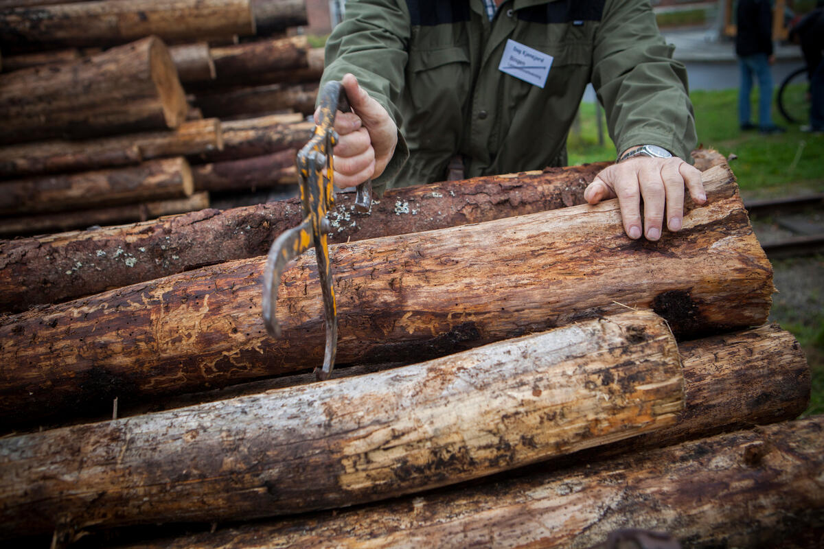 Tømmerstokker som jobbes med. (Foto/Photo)